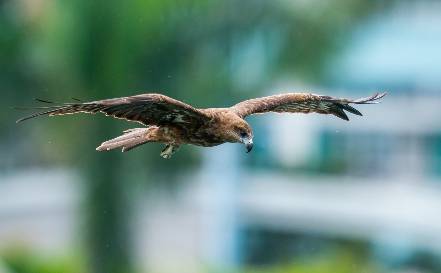 Image for Power Industry Goes All-in to Protect Birds of Prey